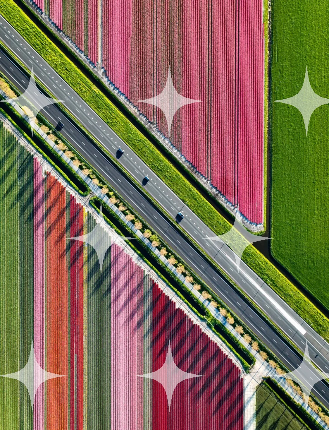 Aerial Tulip Rows and Road — photo 1
