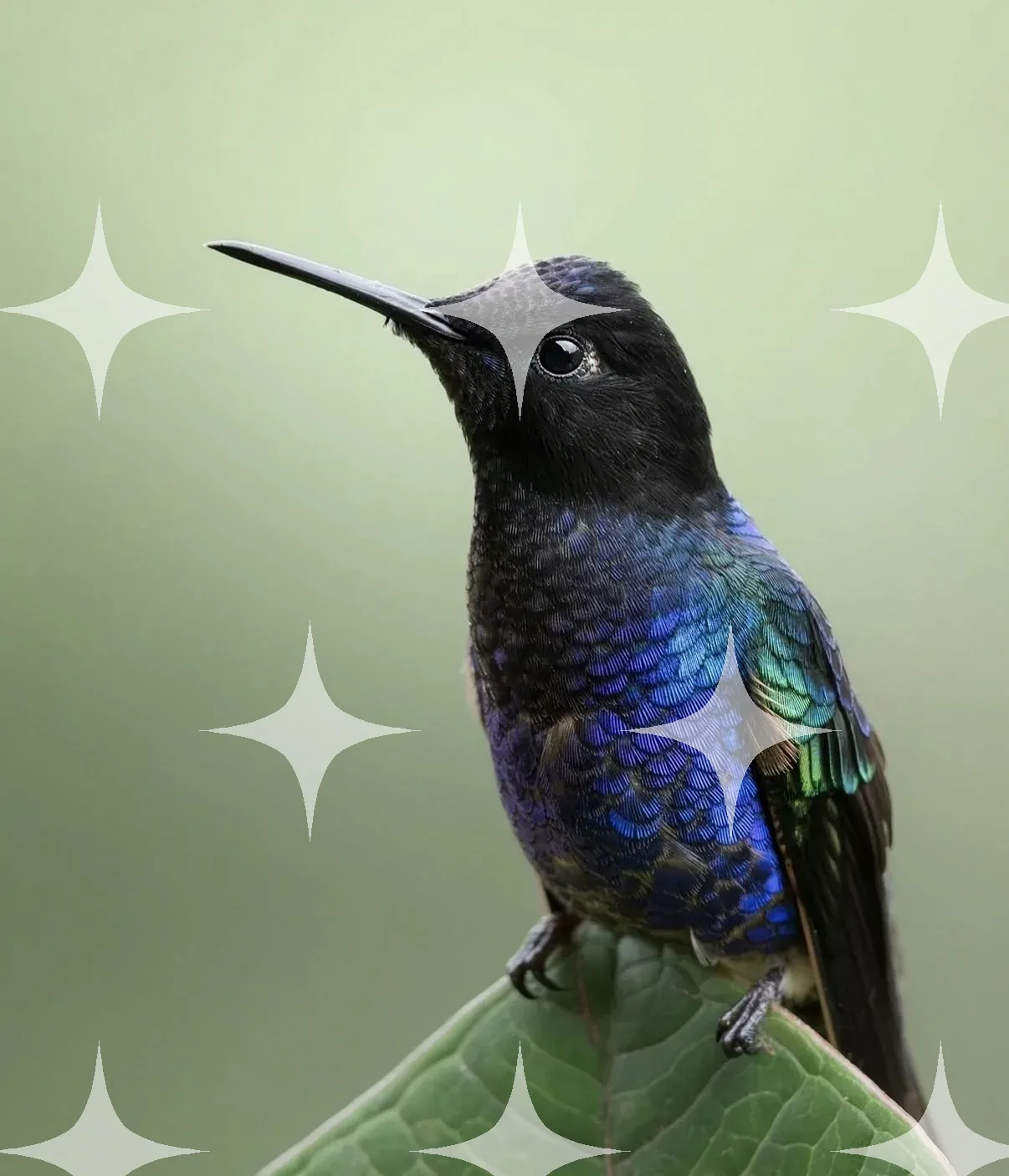Violet-Throated Hummingbird — photo 1
