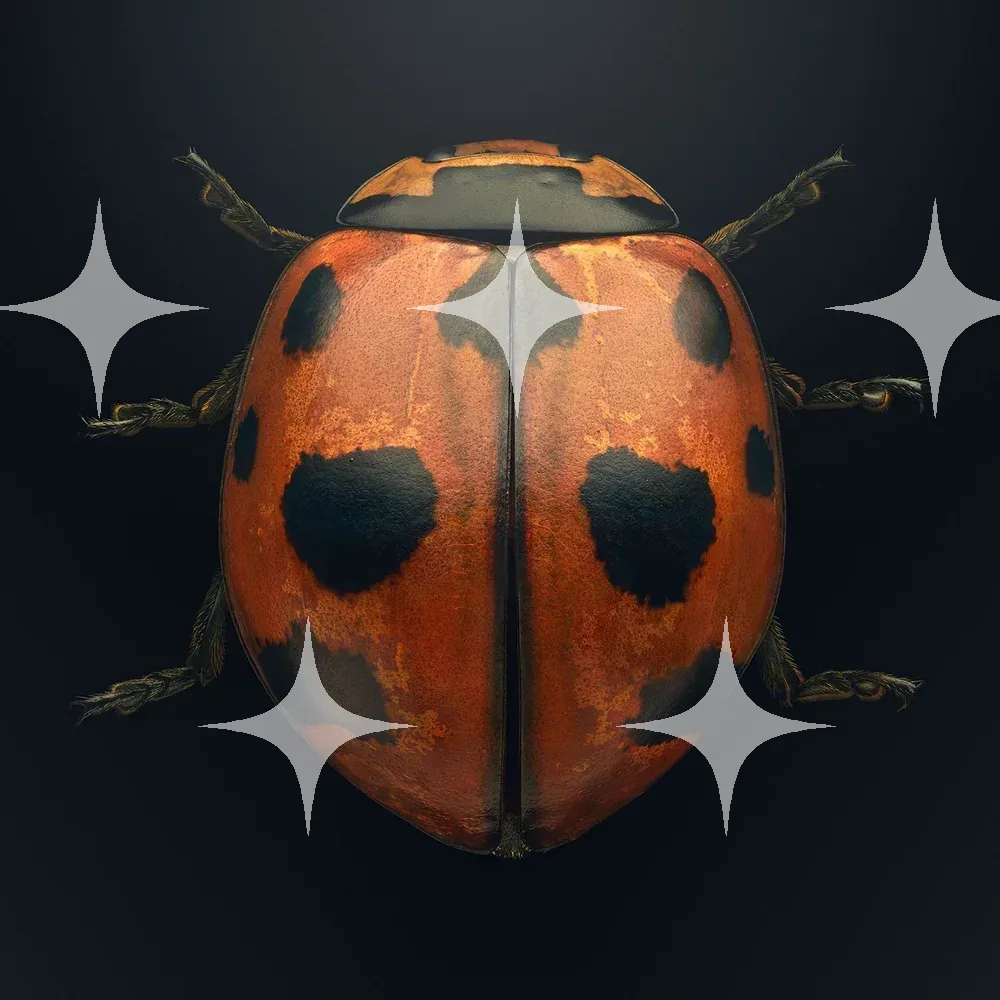 Ladybird, Macro Study — photo 1