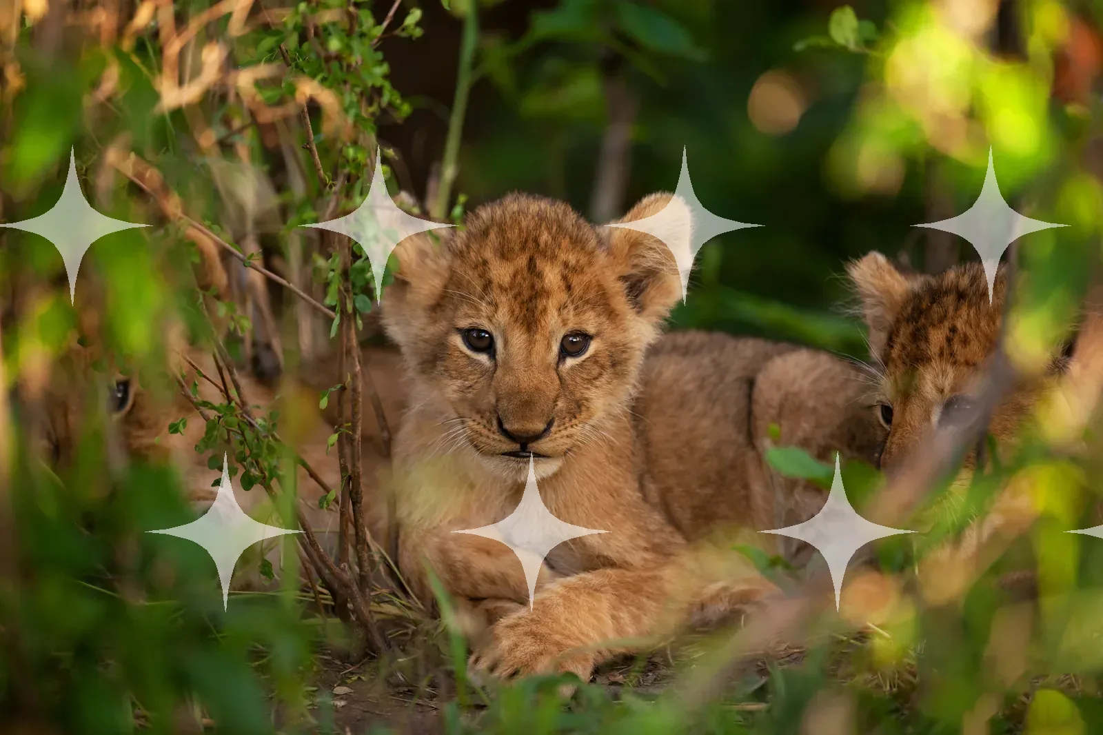 Lion Cubs in the Undergrowth — photo 1