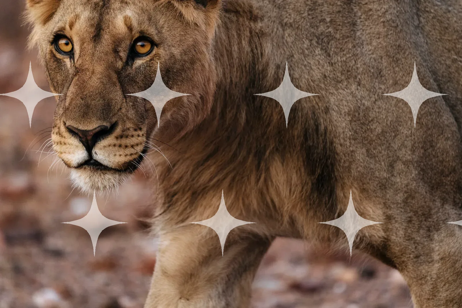 Young Lion, Close Study — photo 1