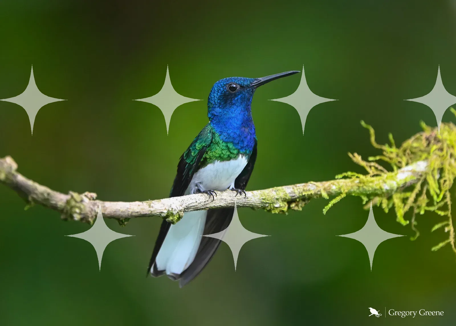 White-Necked Jacobin — photo 1