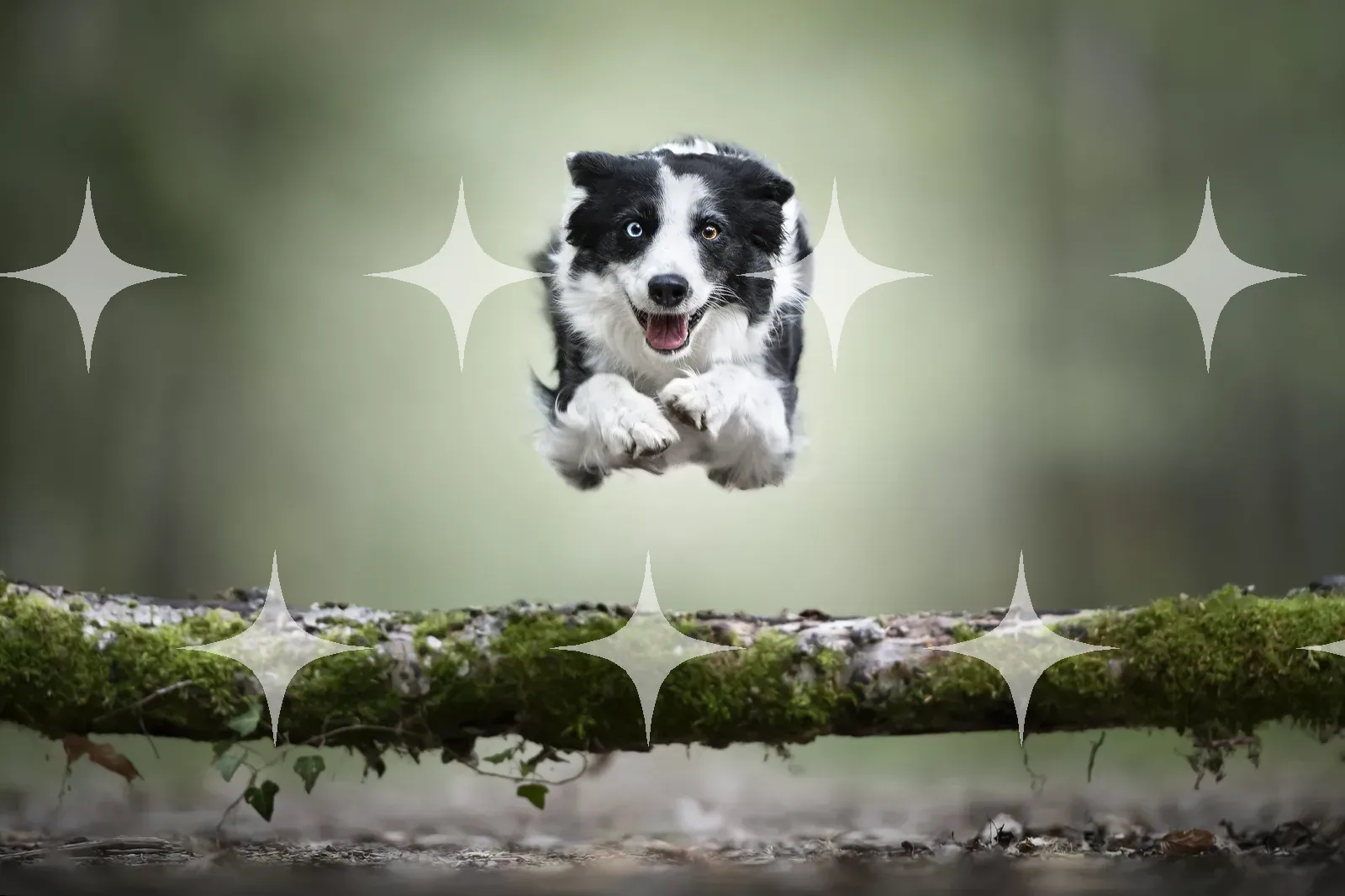 Border Collie Puppy Mid-Leap — photo 1