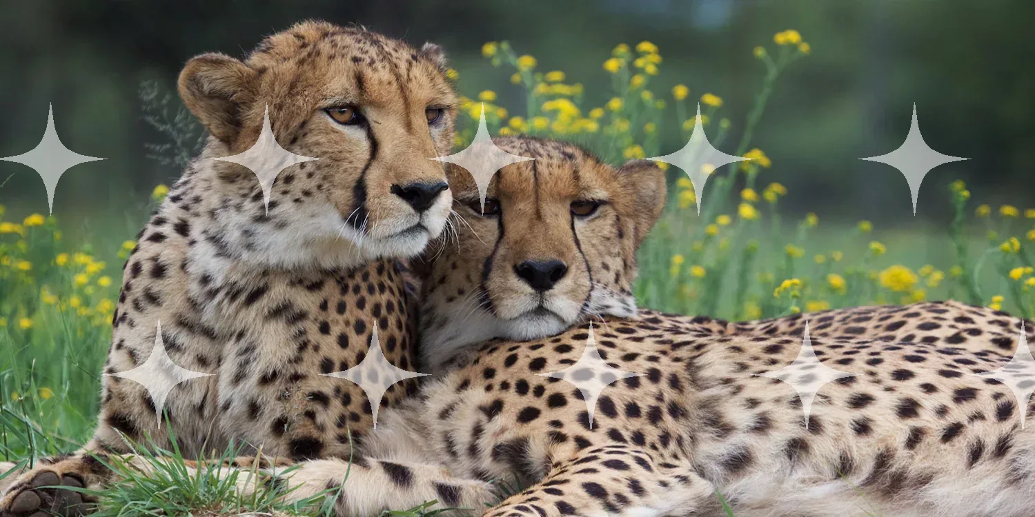 Cheetah Pair in Wildflowers — photo 1