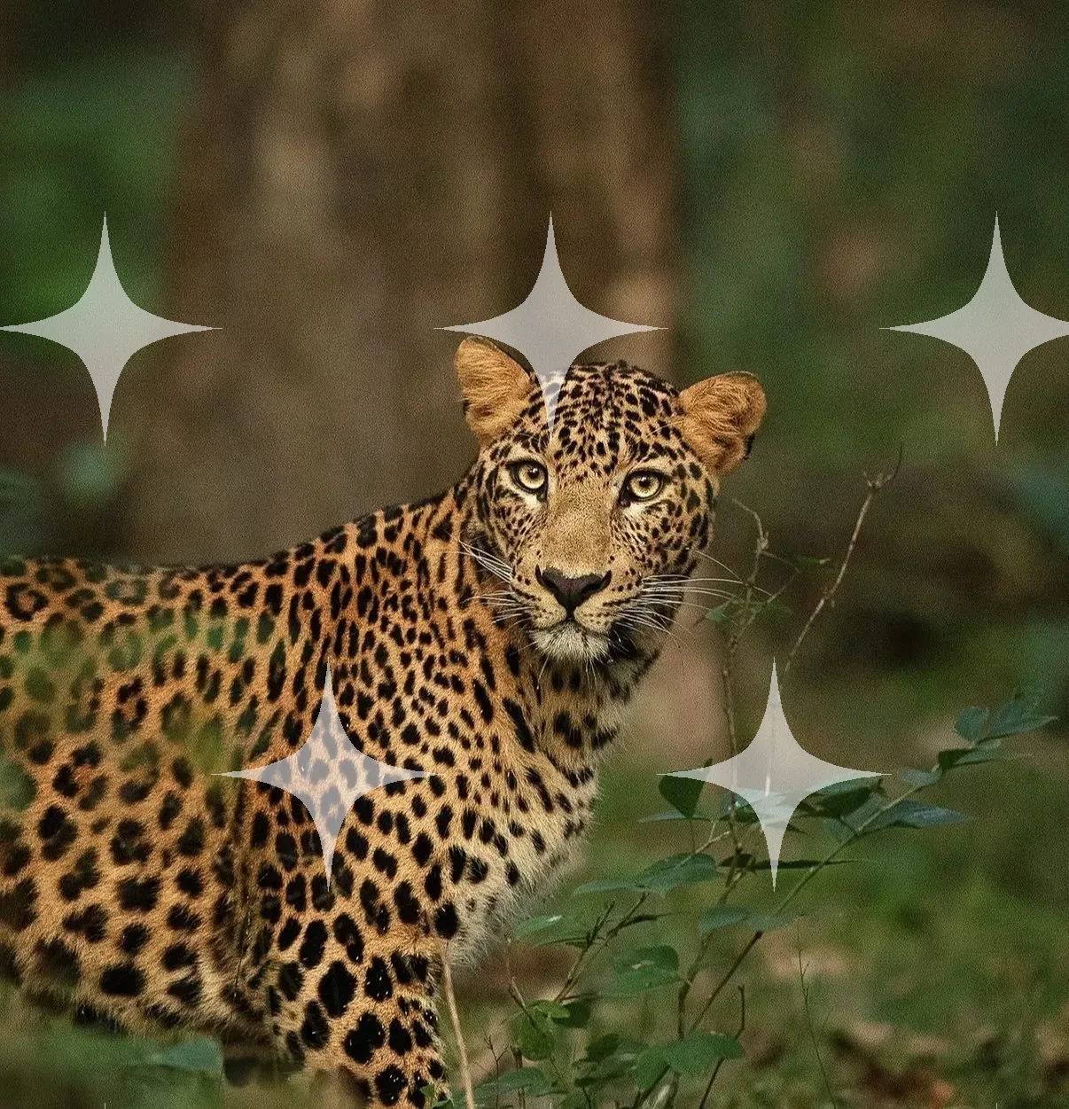 Leopard in Long Grass — photo 1