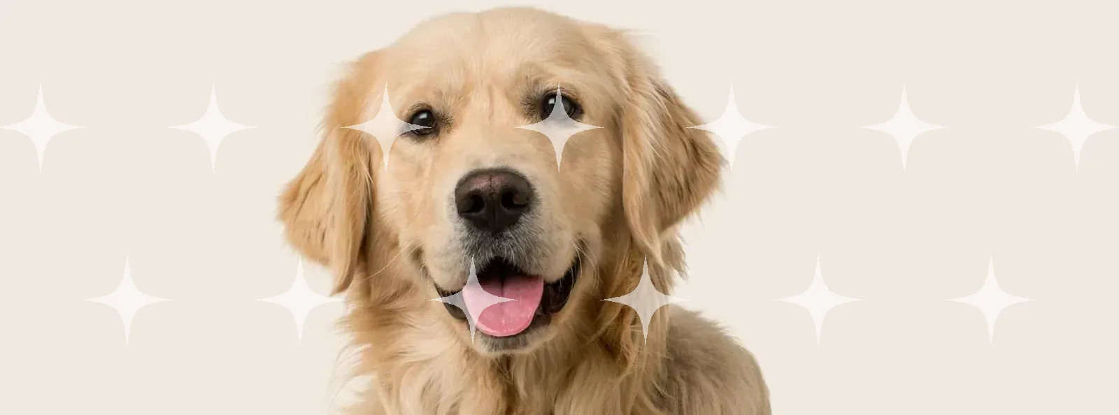 Golden Retriever Portrait — photo 1
