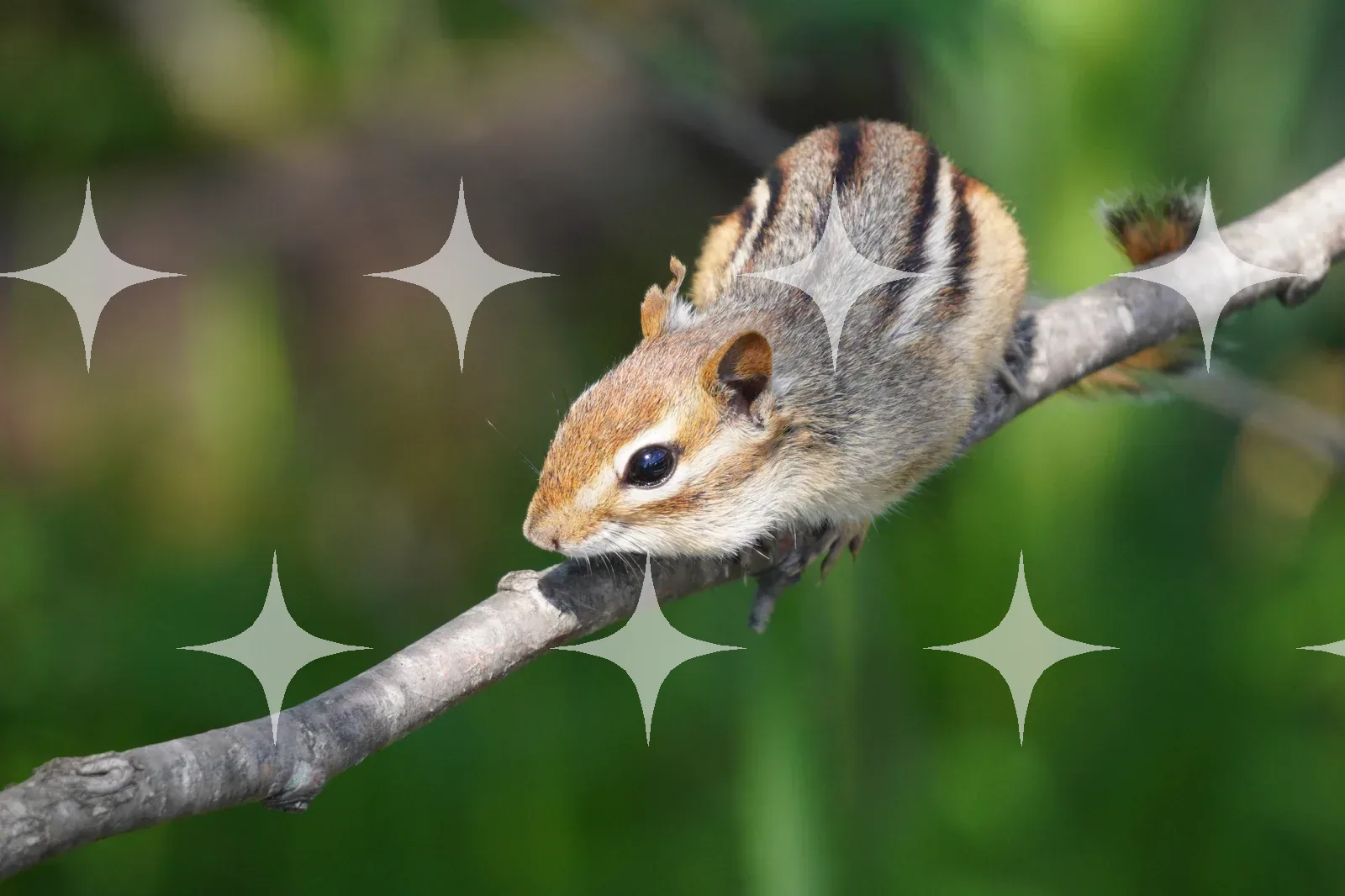 Chipmunk on a Bare Branch — photo 1