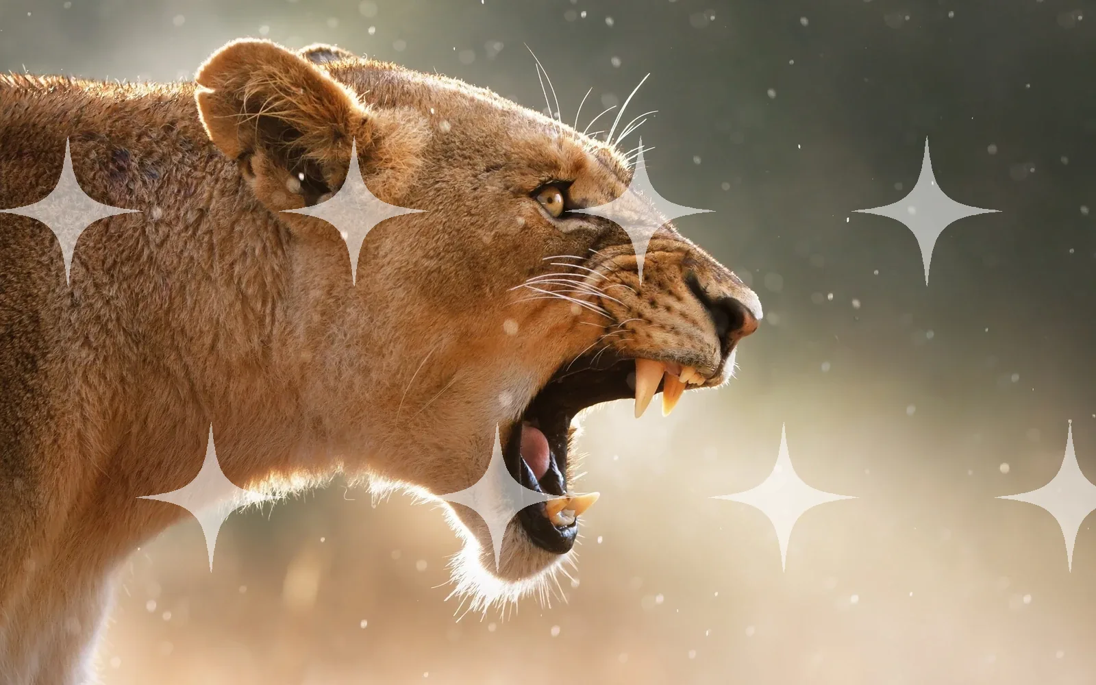 Lioness Roaring — photo 1