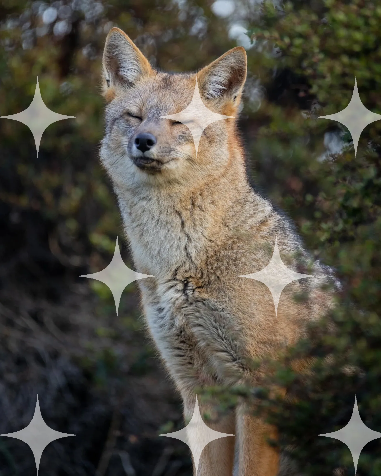 Fox Sitting in Sunlight — photo 1