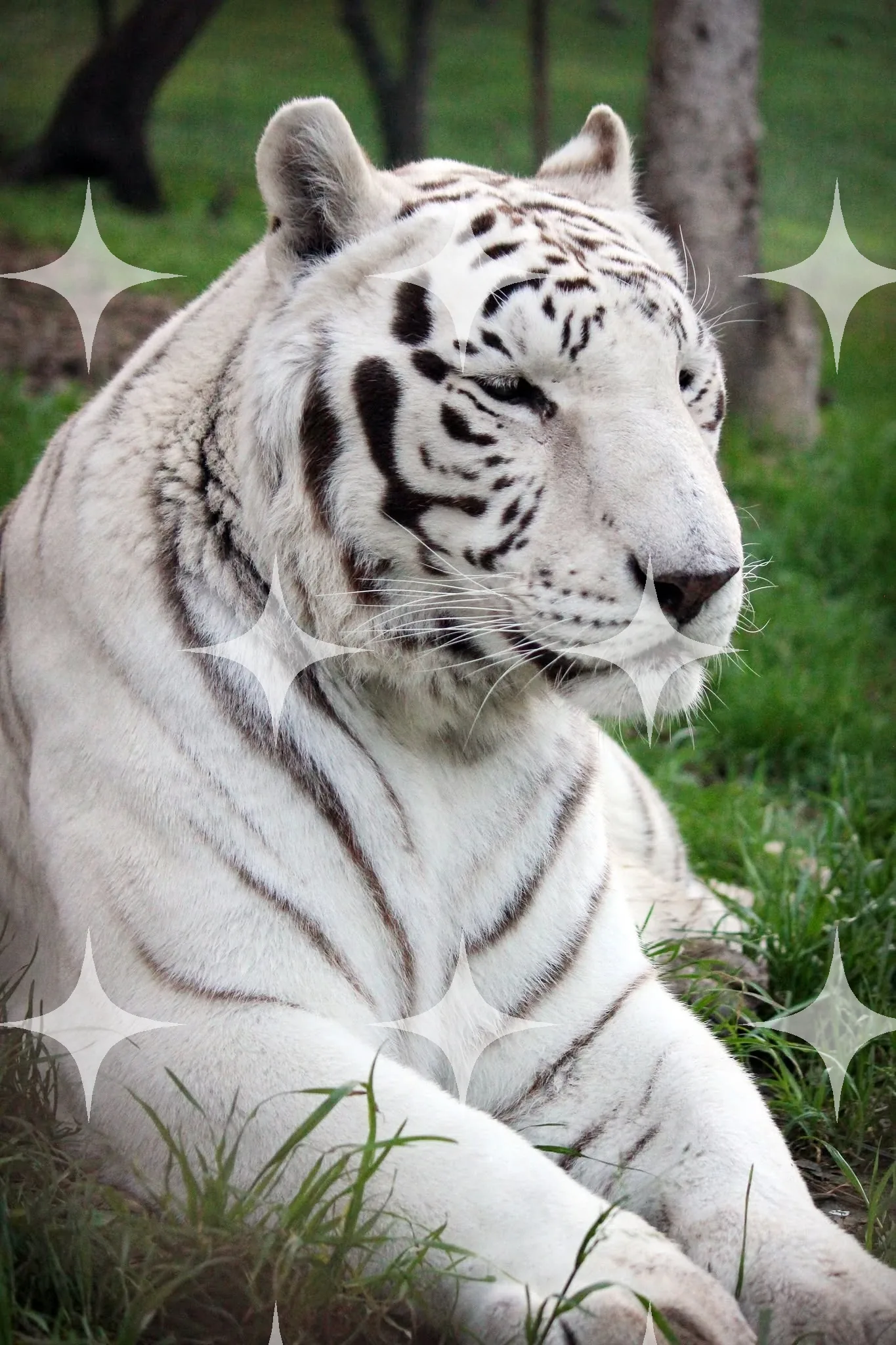 White Tiger Resting in Grass — photo 1
