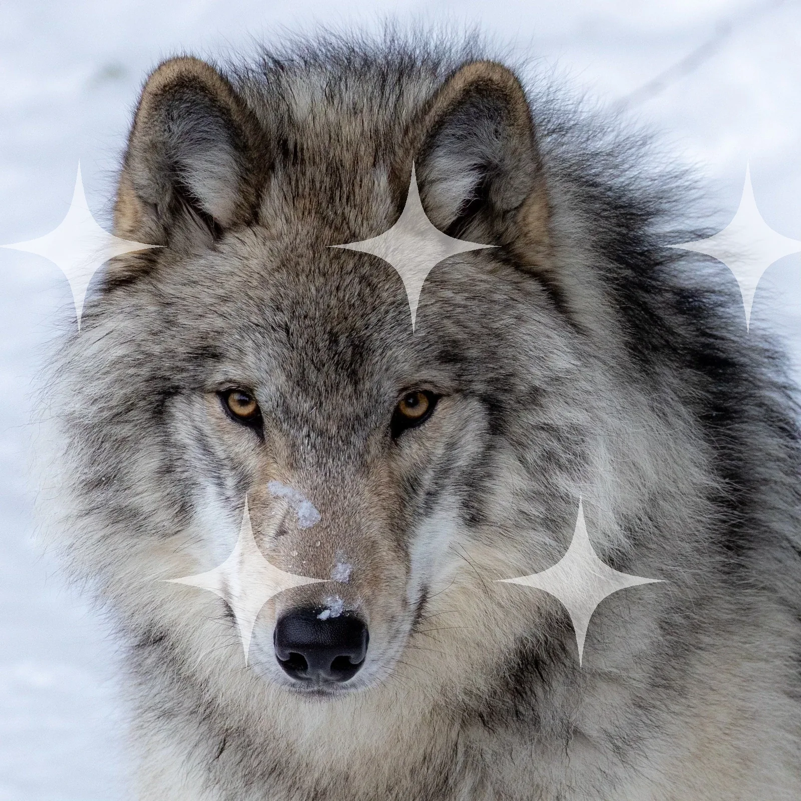 Grey Wolf, Head On — photo 1