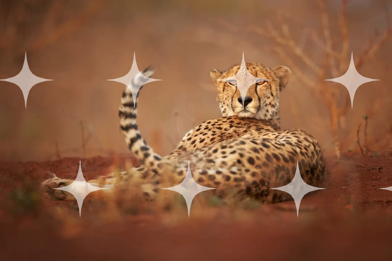 Cheetah Lying on Red Earth — photo 1