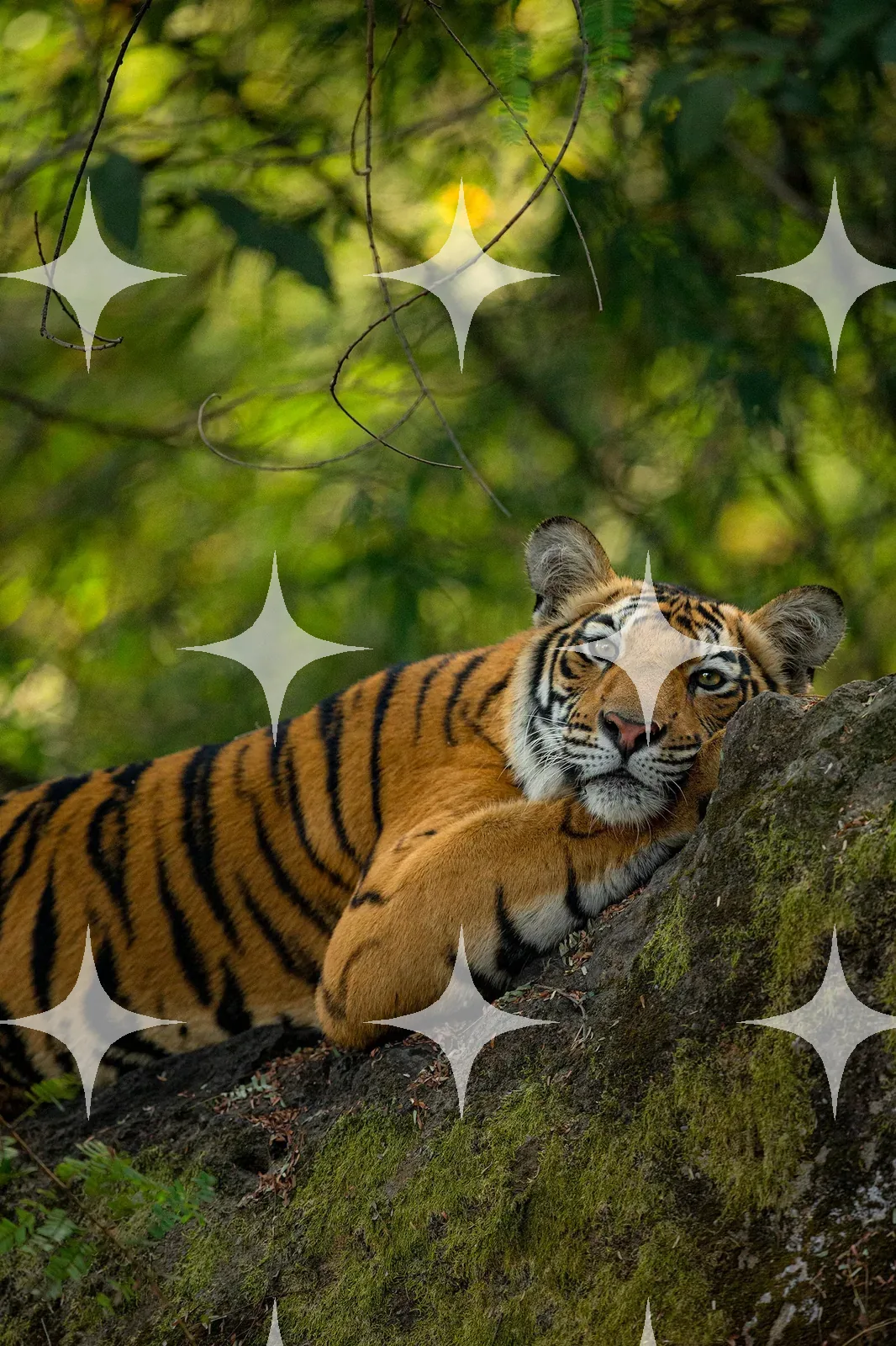Tiger Resting on a Mossy Rock — photo 1