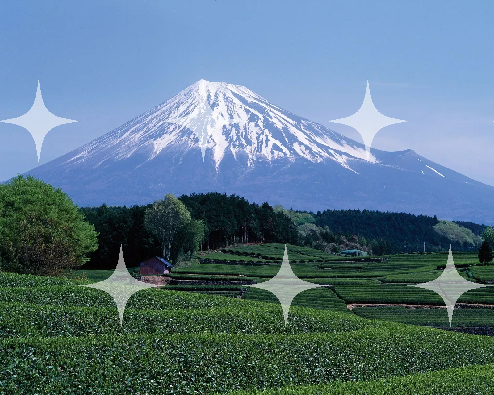 Mount Fuji Above Tea Fields — photo 1