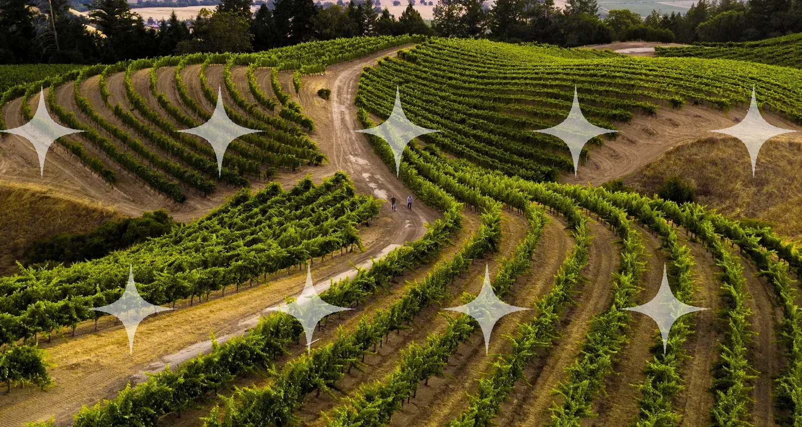 Vineyard Rows on a Hillside — photo 1