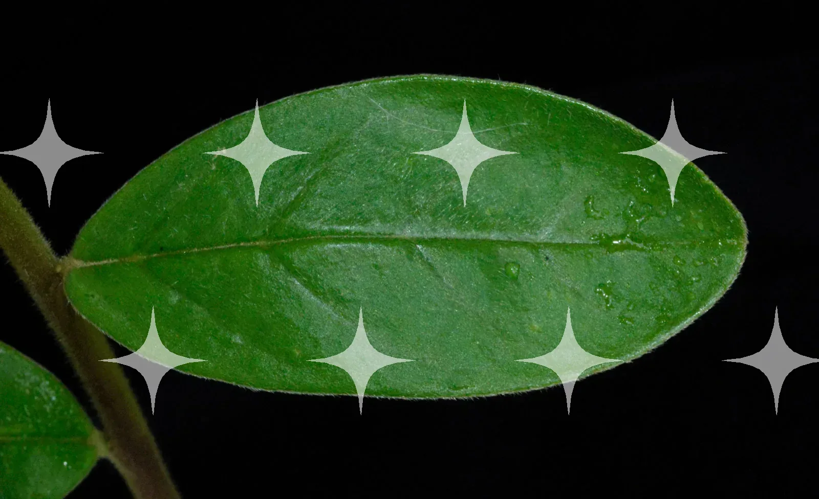 Glossy Leaf on Black — photo 1