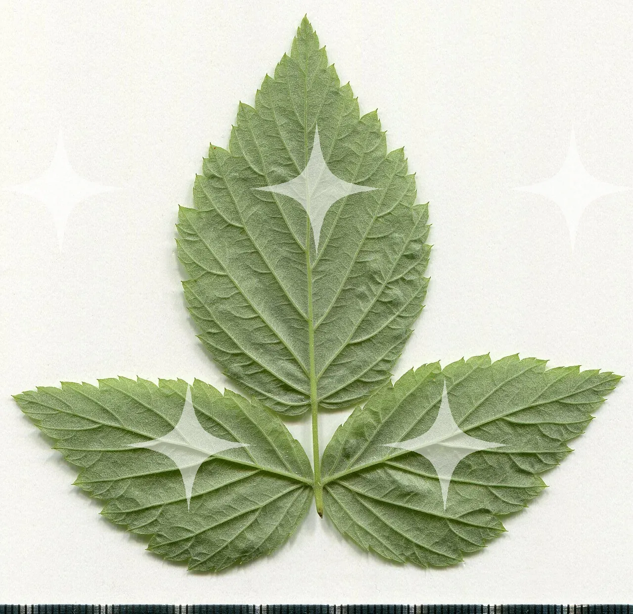 Compound Leaf Specimen — photo 1