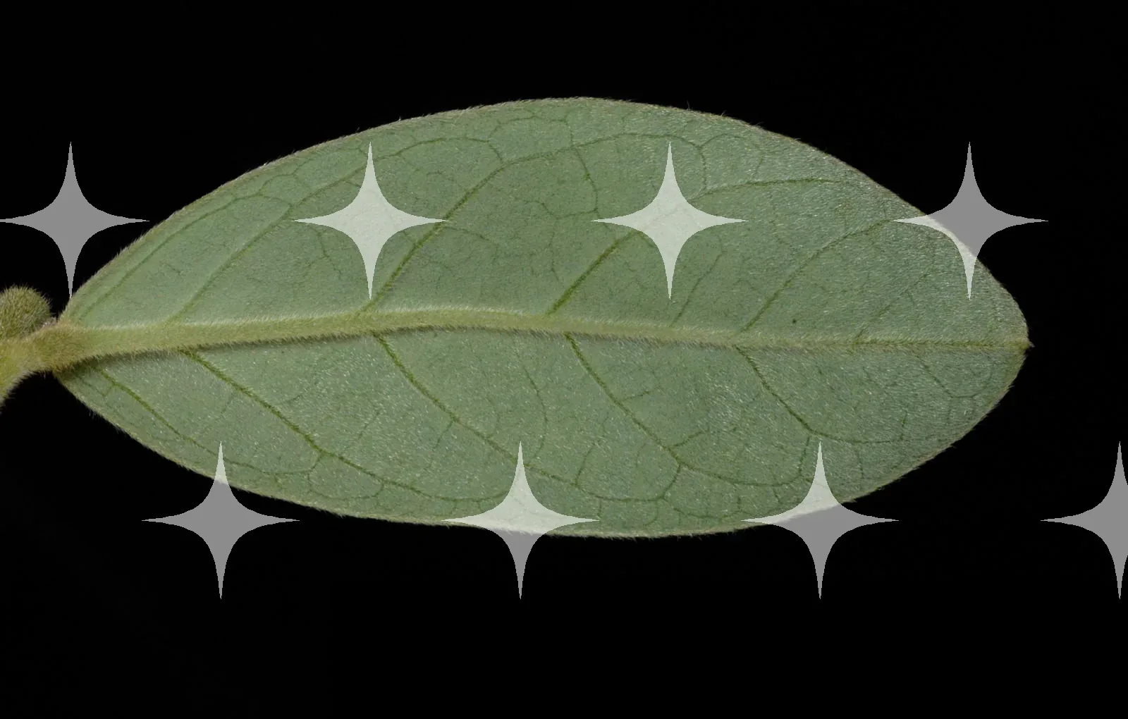 Leaf Underside on Black — photo 1