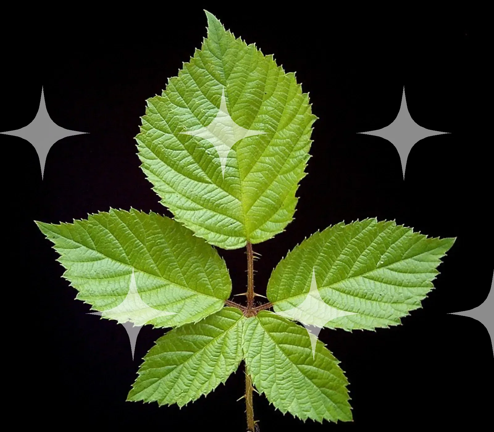 Bramble Leaf on Black — photo 1
