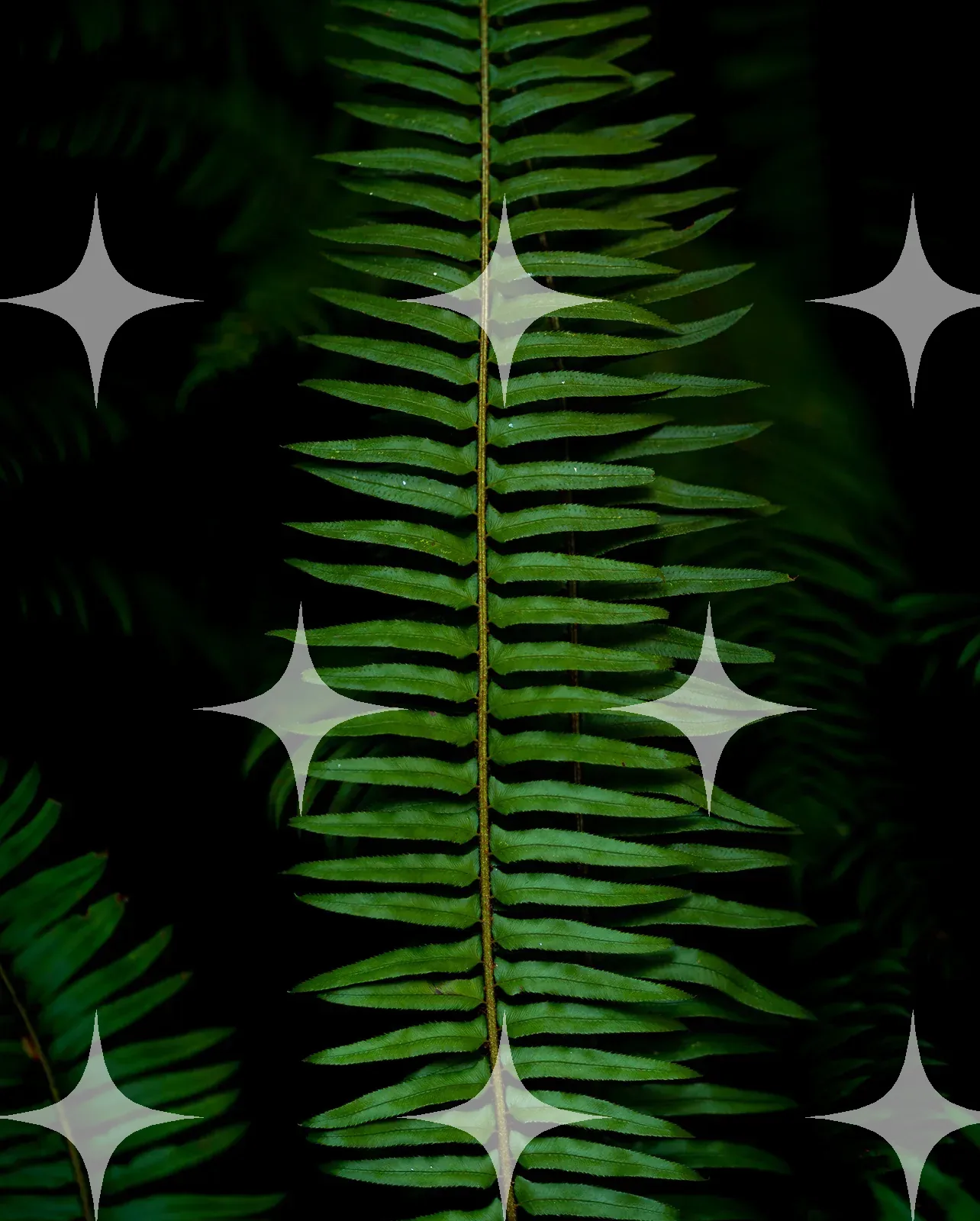 Fern Frond, Symmetrical — photo 1