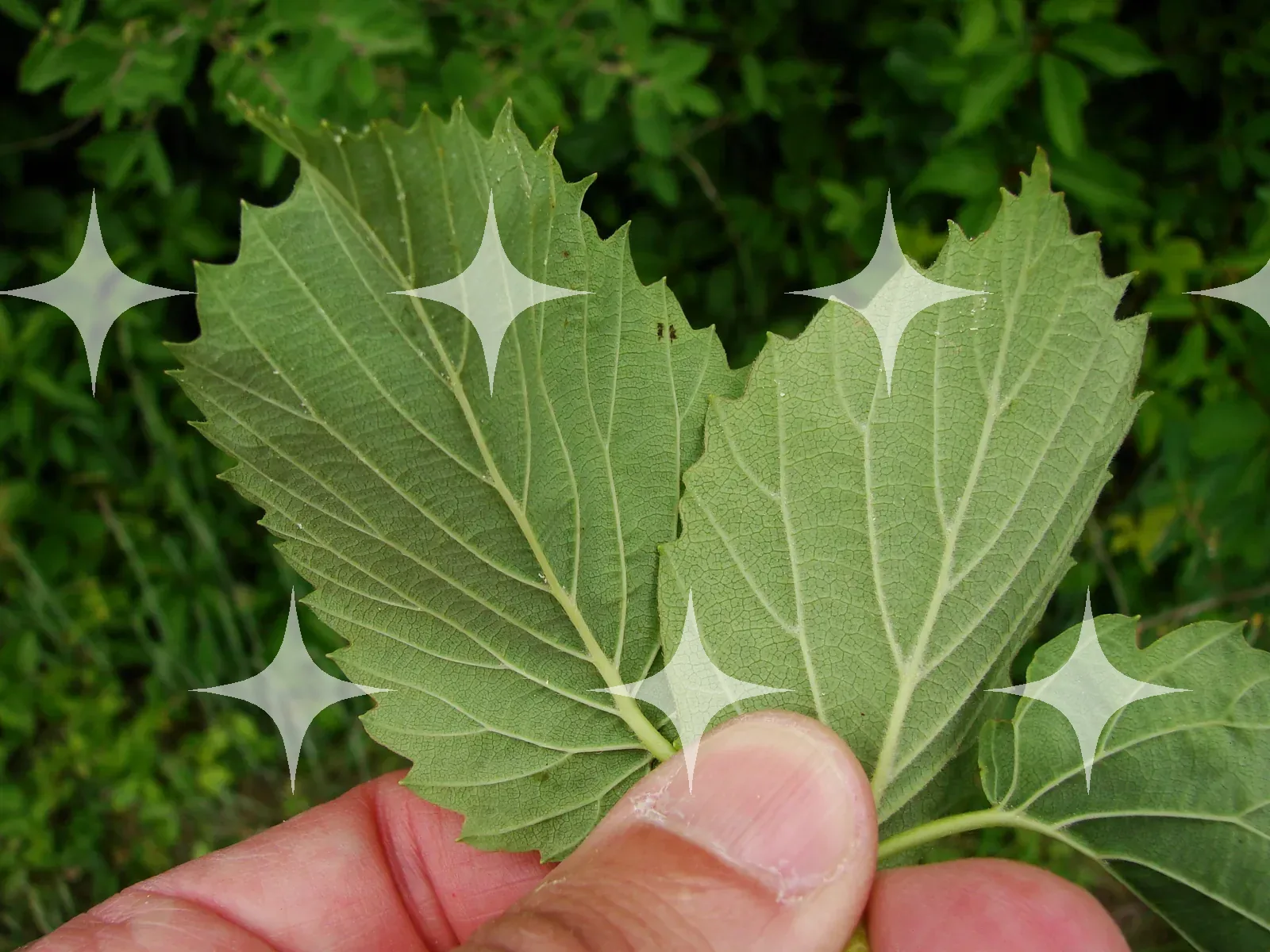 Vine Leaf in the Hand — photo 1
