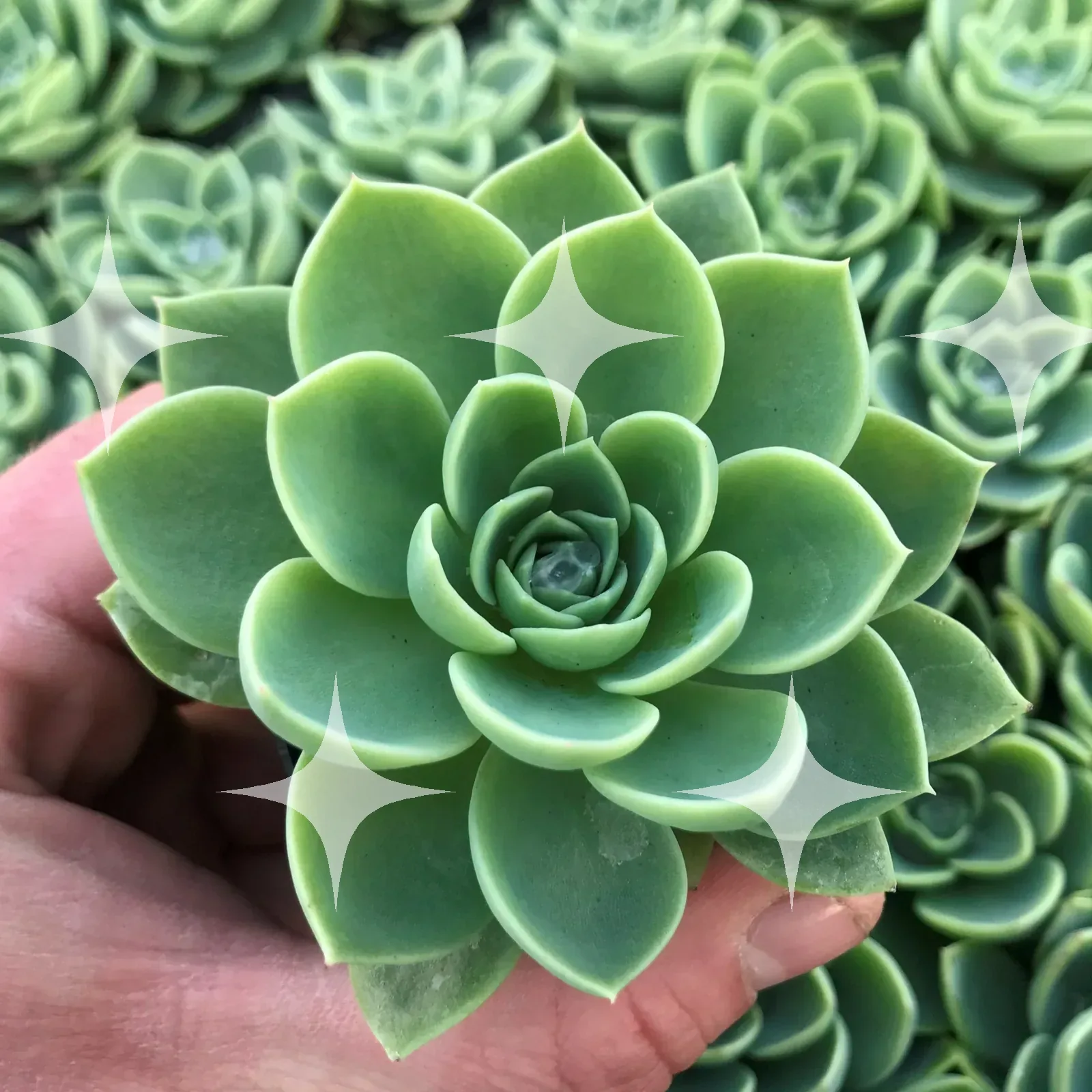 Echeveria Held in a Hand — photo 1