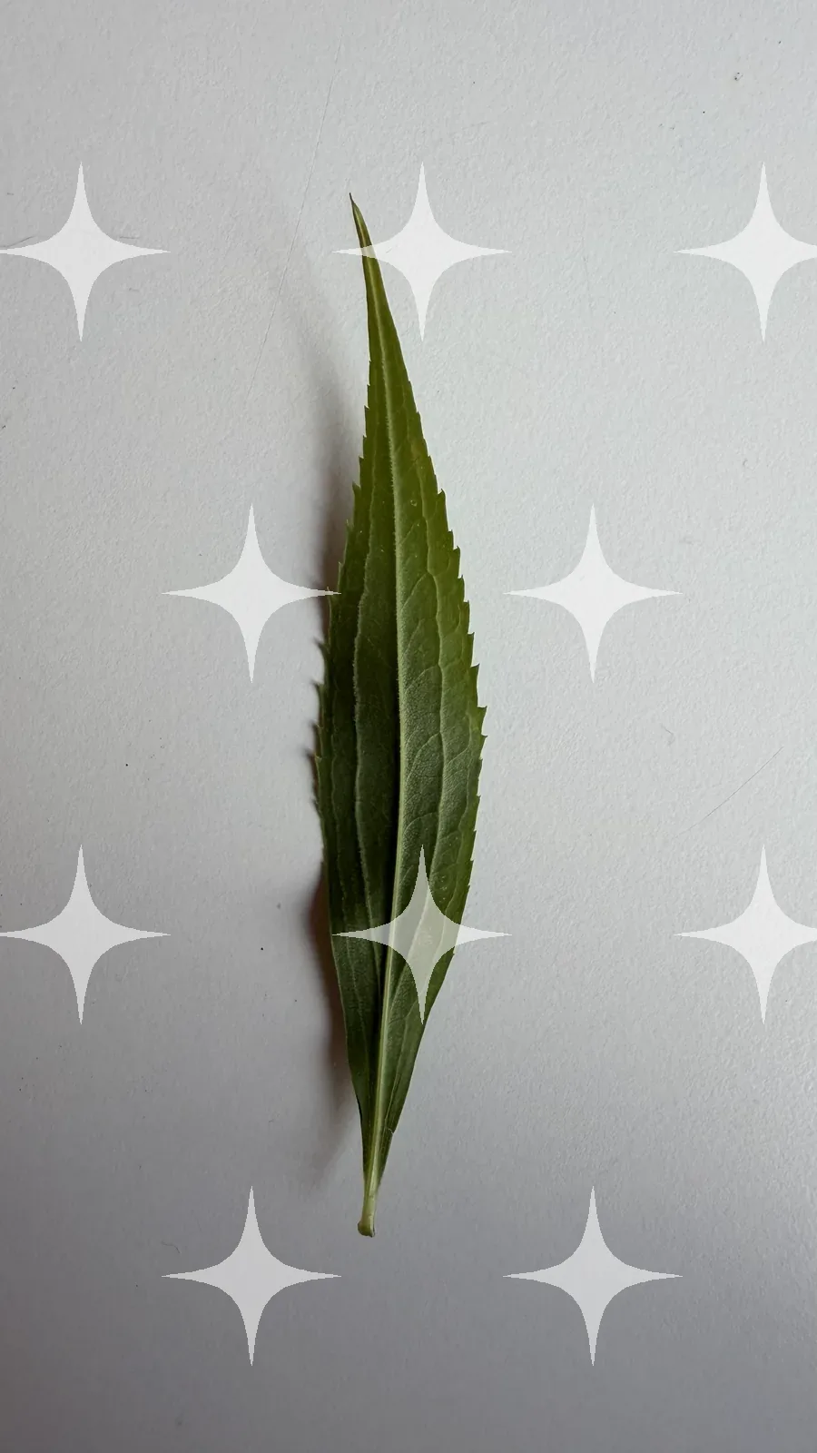 Willow Leaf on Grey — photo 1