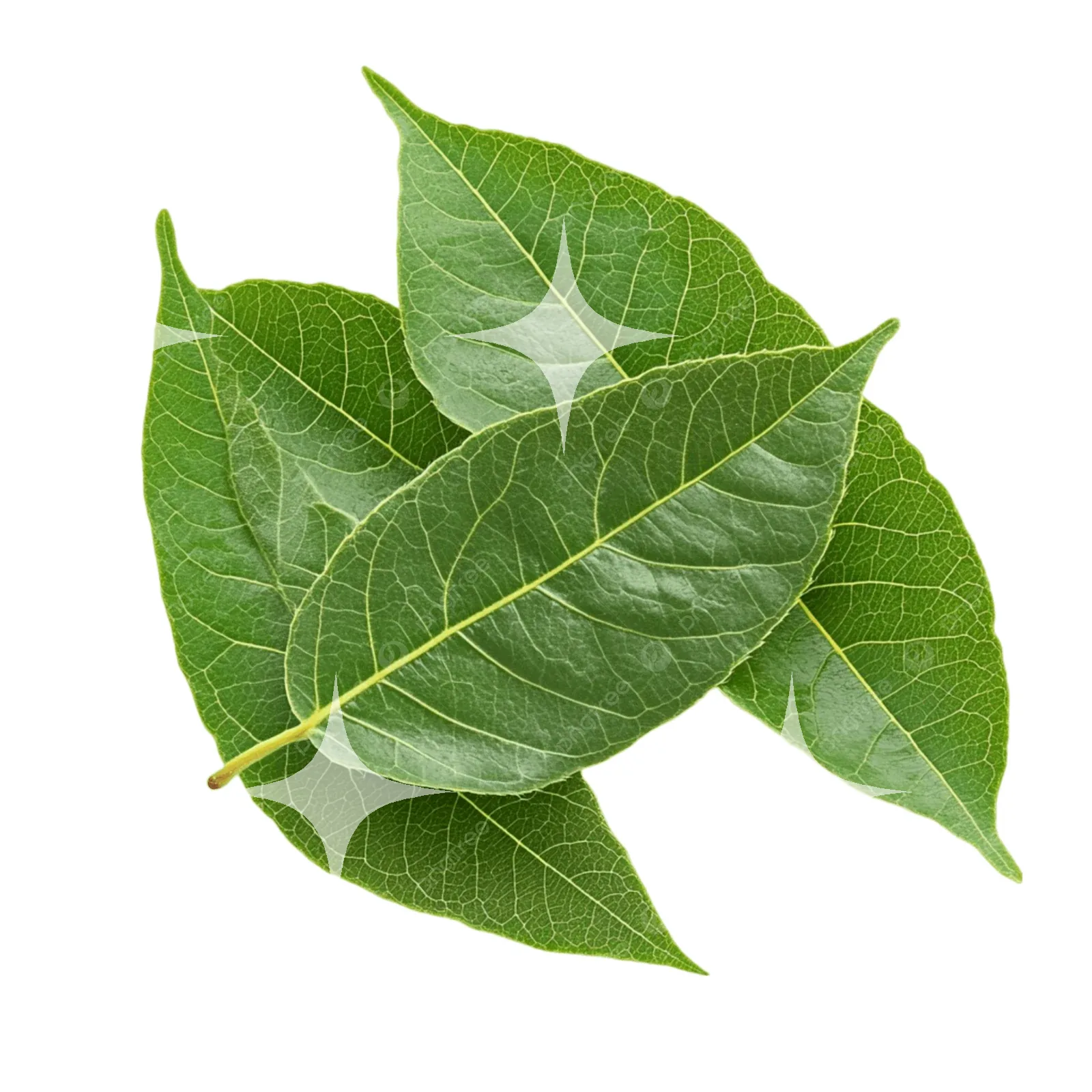 Three Leaves on White — photo 1