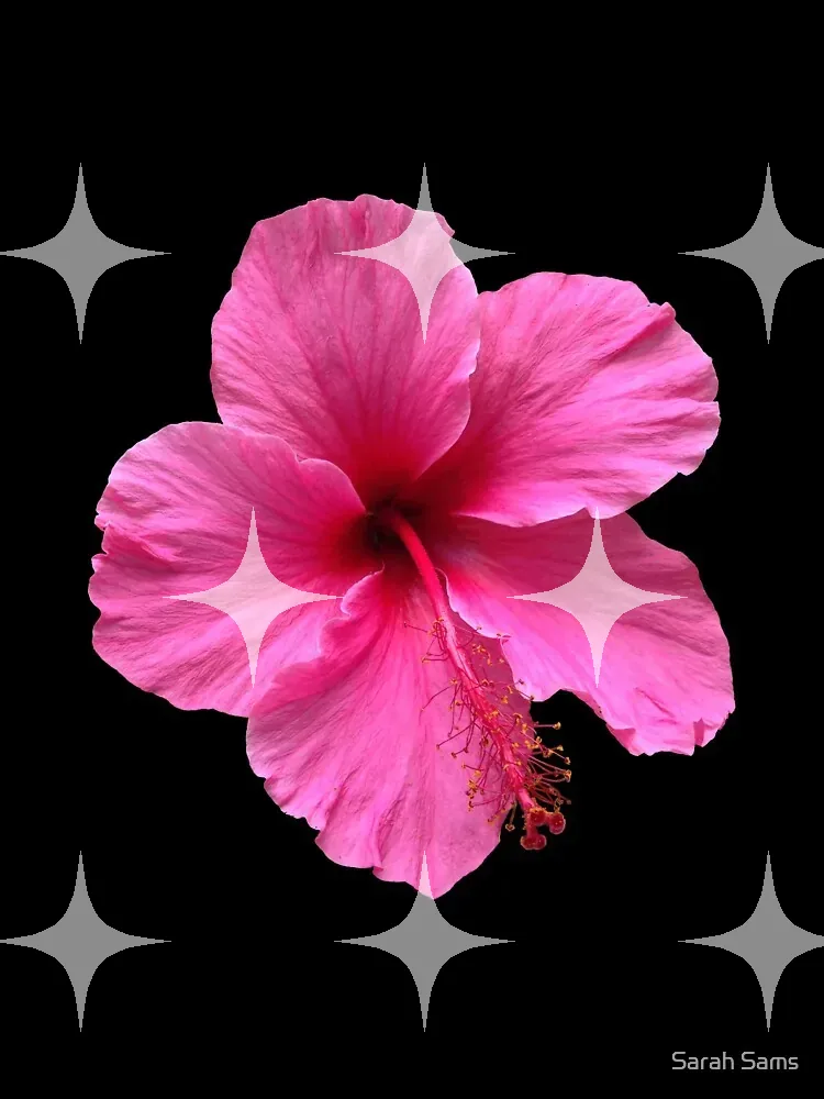 Pink Hibiscus in Flower — photo 1