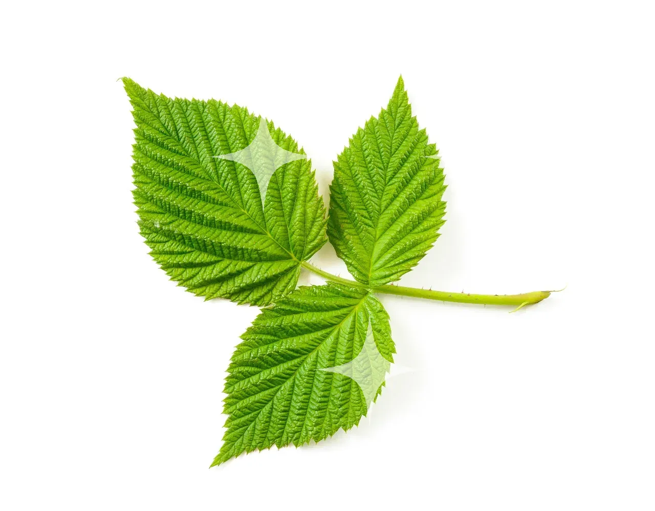 Bramble Leaf on White — photo 1