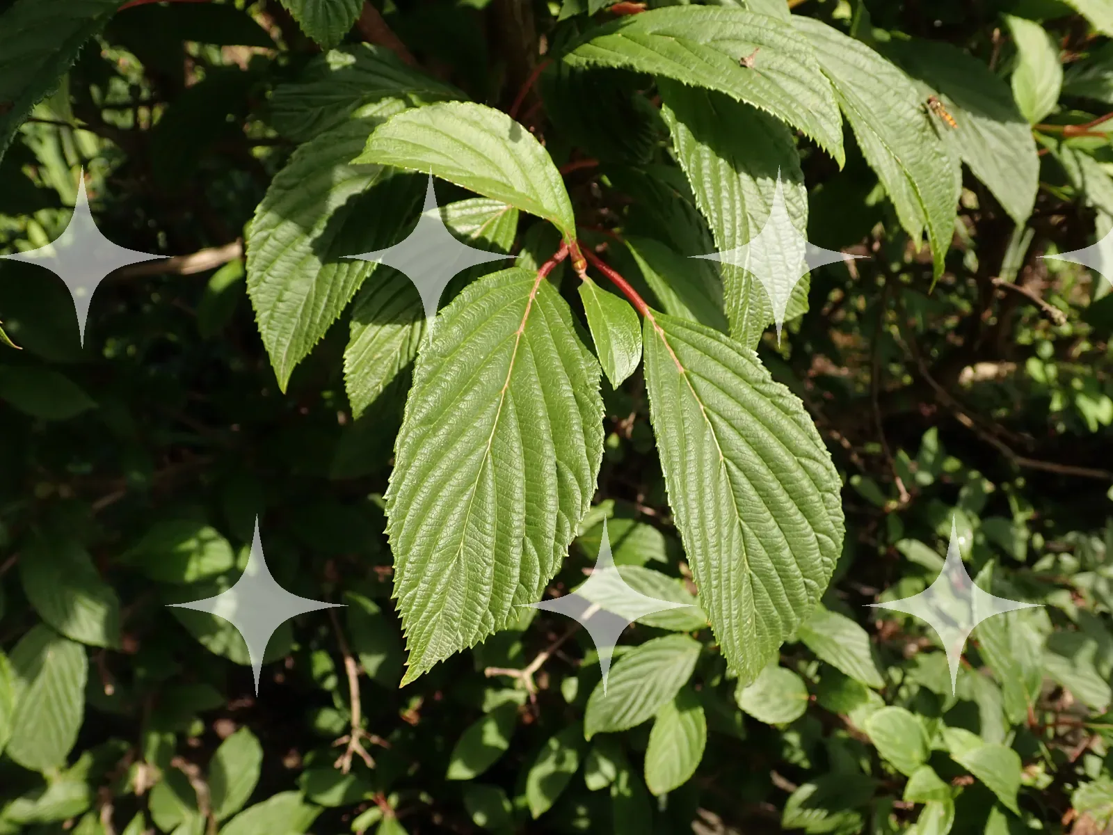 Serrated Leaves in Sunlight — photo 1